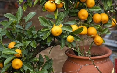 Uzgoj voća na balkonu: je li moguće? Koje biljke odabrati?
