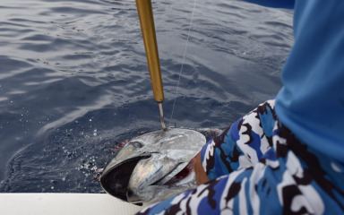 Big game ribolov: Pobjednik “Ma Lu”, najveća ulovljena tuna teška 66 kilograma