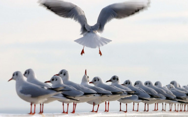 Glasno kreštanje galebova muči Zadrane: ‘Iz ljeta u ljeto njihova populacija se povećava…’