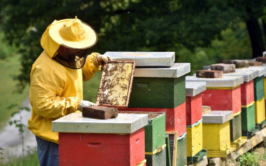 Za pčelare ovaj period nije ključan samo za vrcanje meda