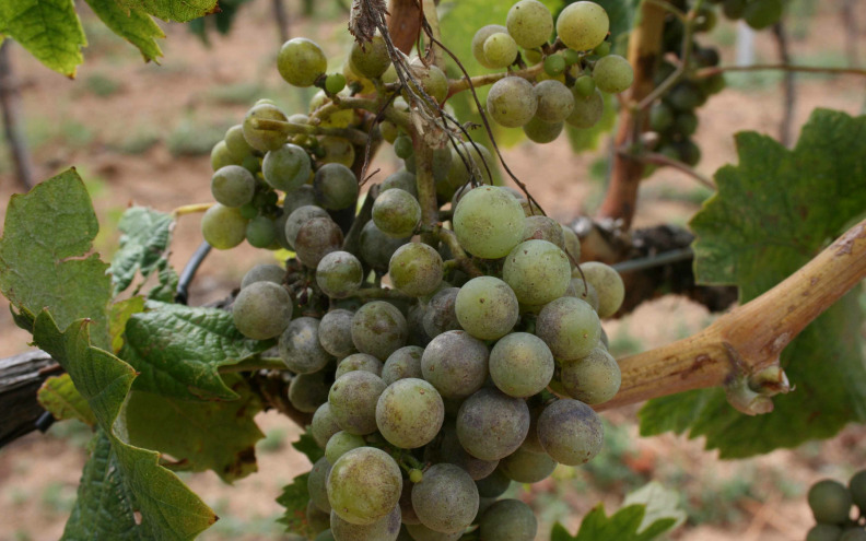 Promjenjive vremenske prilike pogoduju bolestima vinograda