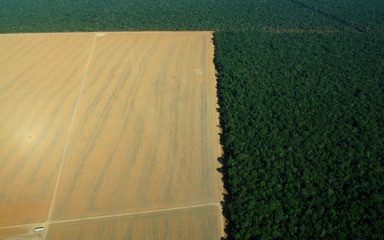 SAD traži od EU-a odgodu zakona o krčenju šuma