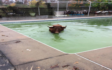 Bik i krava završili kod susjeda u bazenu
