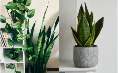 5 najboljih biljaka za kućni ured. Nisu nimalo zahtjevne za održavanje
