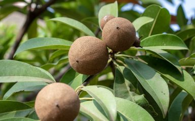 Malo poznato tropsko voće sapodilla među najboljim je i najsvjestranijim