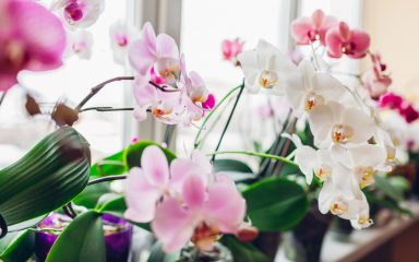 Cvjetanje u punom sjaju: Savršeno gnojivo za orhideje koje već imate kod kuće
