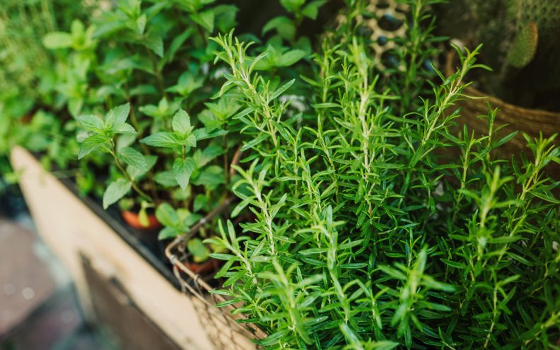 Donosimo popis začina koji će uspjeti u vašem domu