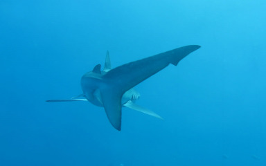 ‘PREDIVNO’ Poznati bibinjski ronilac fotografirao morskog psa modrulja: ‘Najelegantnije biće u moru…’