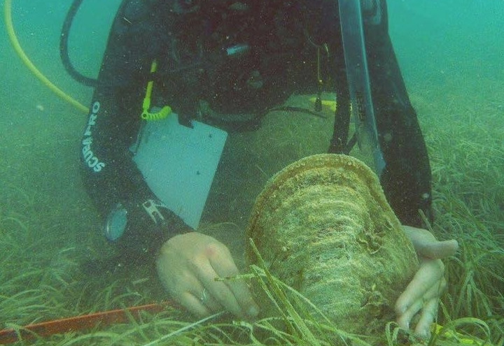 Učinite plemenito djelo za plemenitu perisku i – dajte joj ime!