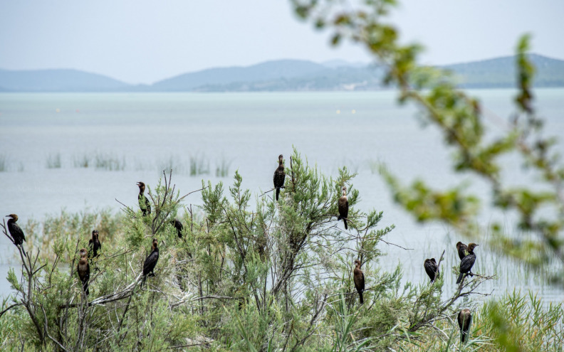DALMATINSKI DRAGULJ Vransko jezero pravi je raj za ljubitelje prirode i ptica