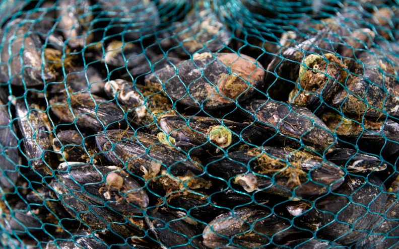 U Malostonskom zaljevu uginulo 90 posto daganja