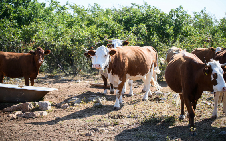 Krave su u Galovcu rame uz rame s turizmom. Nikome ne smetaju, a turistima su – atrakcija!