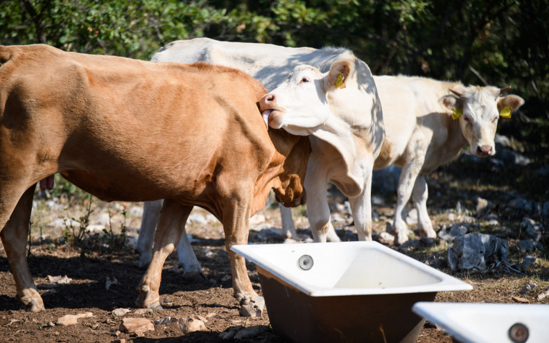 Vlada planira potpore za sektor mlijeka u visini od 24 milijuna eura