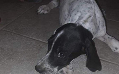 U Zadarskom azilu zbrinjavaju sve više izgubljenih pasa: ‘Nismo mi dežurne budale…’