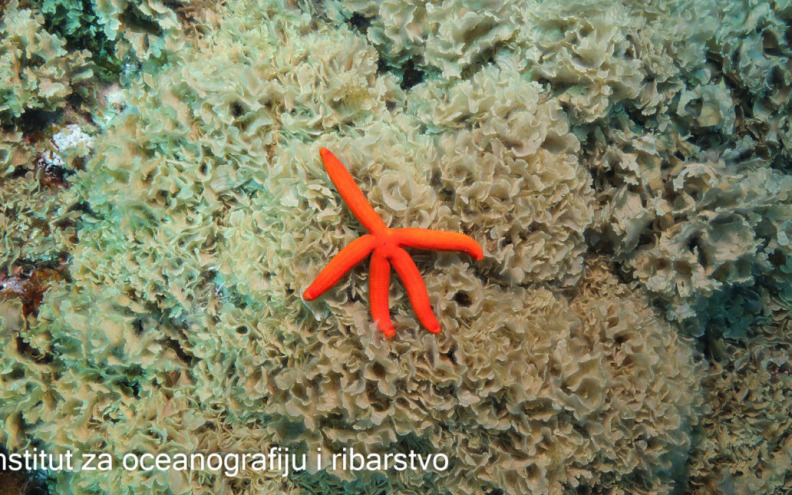 Strahovita biološka invazija iz Indijskog oceana stigla u Jadran!