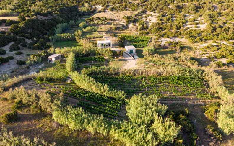 Vina otoka Paga kupci vole zbog dobrog omjera kvalitete i cijene