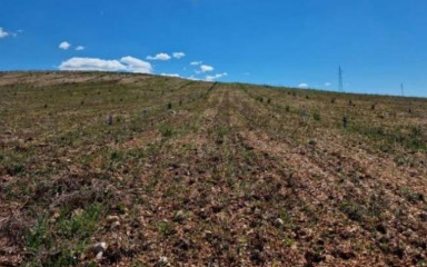 IZNAD BIBINJA! Na eko plantaži rogača gradit će se agrosunčana elektrana