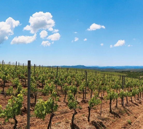 Korlat vina očaravaju: Unosi posebnu dinamiku u vinsku scenu