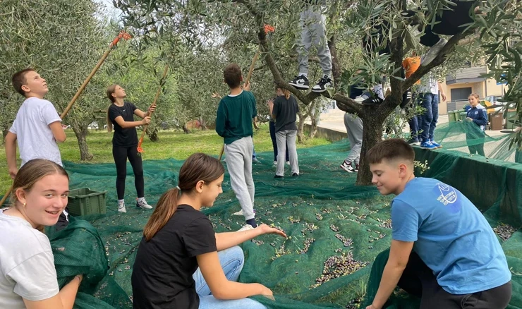 Učenici OŠ Bartula Kašića oborili rekord u školskom masliniku!