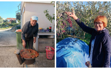 U berbu maslina krenuli i u Dobropoljani na otoku Pašmanu: ‘Pobrali smo masline jer preferiramo…’