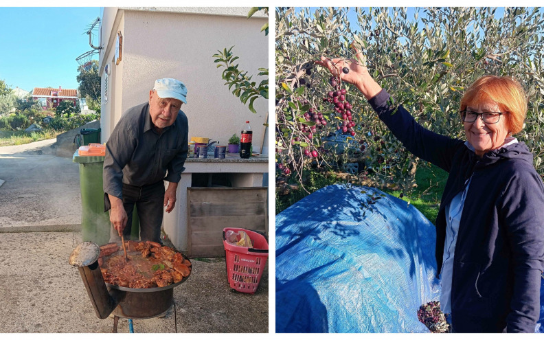 U berbu maslina krenuli i u Dobropoljani na otoku Pašmanu: 'Pobrali smo masline jer preferiramo...'