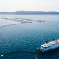 Cromaris udvostručio neto dobit iako su prodali manje svježe ribe nego lani