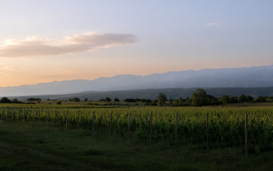 VINSKE KRONIKE Imamo sve preduvjete  da postanemo jedno od najvažnijih vinskih središta