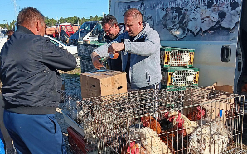 ODLIČNA PONUDA NA BENKOVAČKOM SAJMU! Studeni je vrijeme od pulastara i tuka