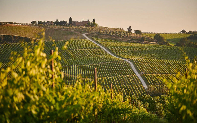 ZADAR VS. SVIJET Regionalne specifičnosti cabernet sauvignona širom svijeta