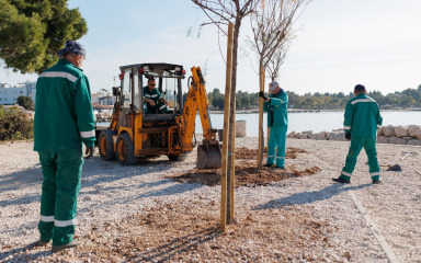 U Diklu posađeno 30 novih stabala tamarisa