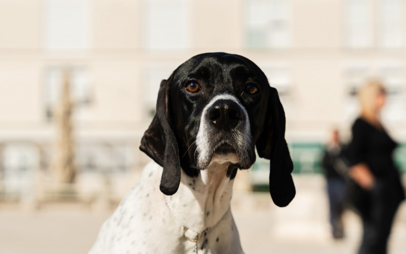 BIZARNO Iz dvorišta u Ninu ukraden lovački pas!