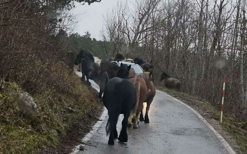 Konji lutalice ozbiljna su prijetnja i opasnost za ljude