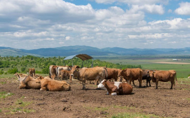 Raste broj stoke u Lici, ali stanje u veterinarskoj struci daleko je od dobroga