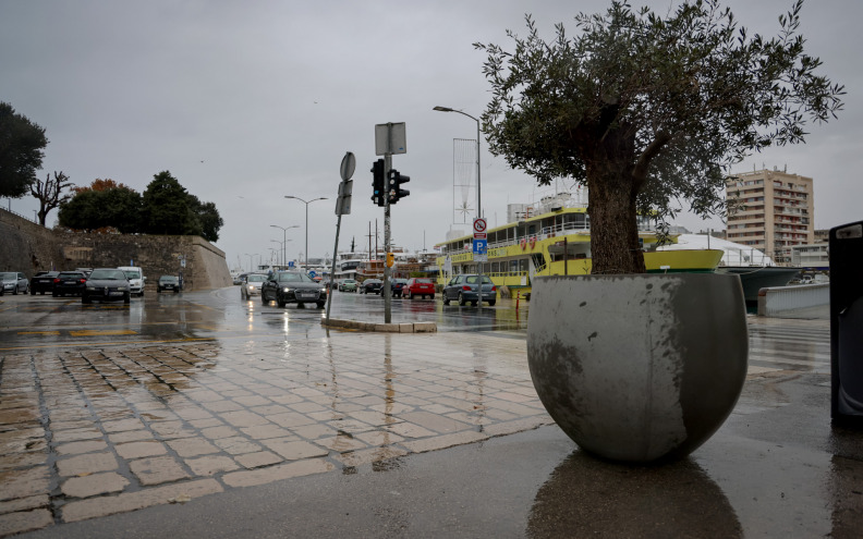 NEOBIČAN PRIZOR Maslina s Narodnog trga ‘prošetala’ do mosta