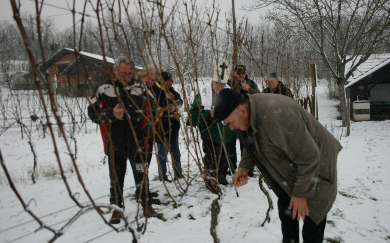 Slijedi prvi pretok mladog maslinova ulja i drugi pretok mladog vina: 'Za vrijeme skladištenja ulja...'