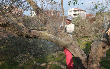 Trebaju samo lake i dobre škare, volja i znanje