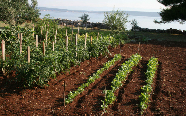 Hrvatski krumpir u supermarketu upola je jeftiniji od onog na pijaci! 'Struka govori da je dovoljno...'