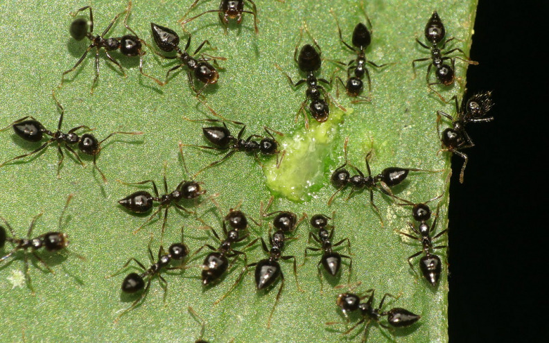 Proučavat će se otpornosti kukaca na ekstremne toplinske valove