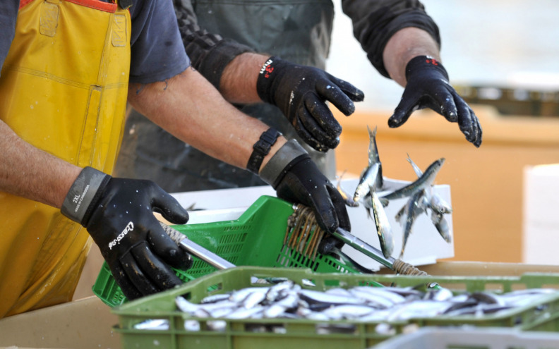 Tri su glavna razloga smanjenih ulova srdele