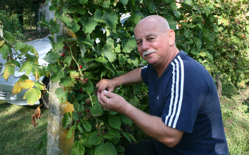 Bobičasto voće ne zahtijeva veliki prostor, a vrlo je zahvalno