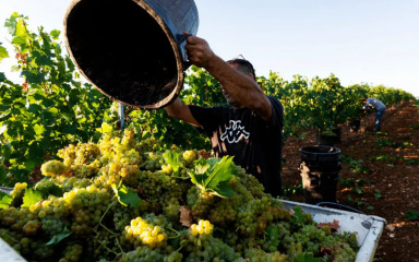 Najviše malvazije proizvode Agrolaguna i vinarija Novigrad