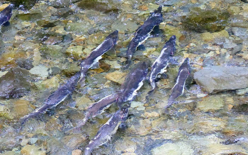 Norveška globalna tvrtka Mowi nudi nagradu ribarima koji ulove pobjegle losose