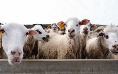U Hrvatskoj u deset godina broj ovaca pao za devet posto