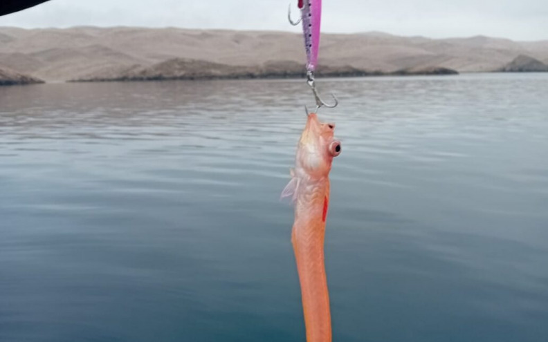VELIKO RIBOLOVNO IZNENAĐENJE! Kurdela izronila na udici iz Velebitskog kanala