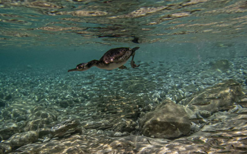 Manja je brojnost morskih vranaca