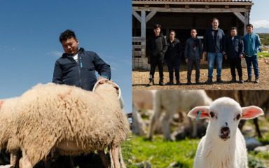 REPORTAŽA Nepalski radnici nezamjenjivi su dio paškog OPG-a: ‘Svi su odabrali hrvatske inačice svoga imena”