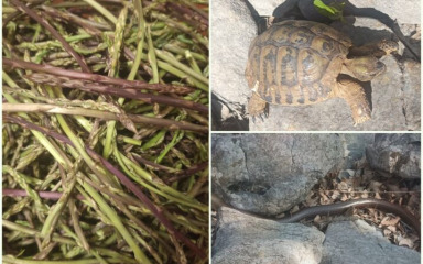 Prvi topli travanjski dani izmamili berače šparoga, ali i brojne blavore