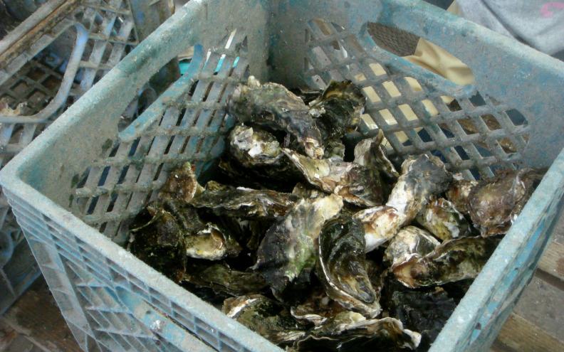 U Velebitskom kanalu druga koncesija za uzgoj školjaka