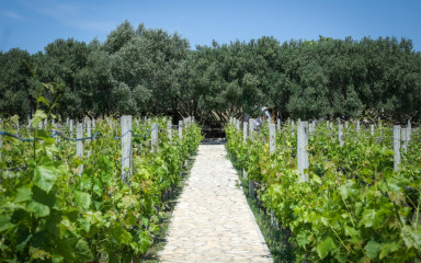 Zadarska županija dodijelila 250.000 eura potpora za poljoprivredu