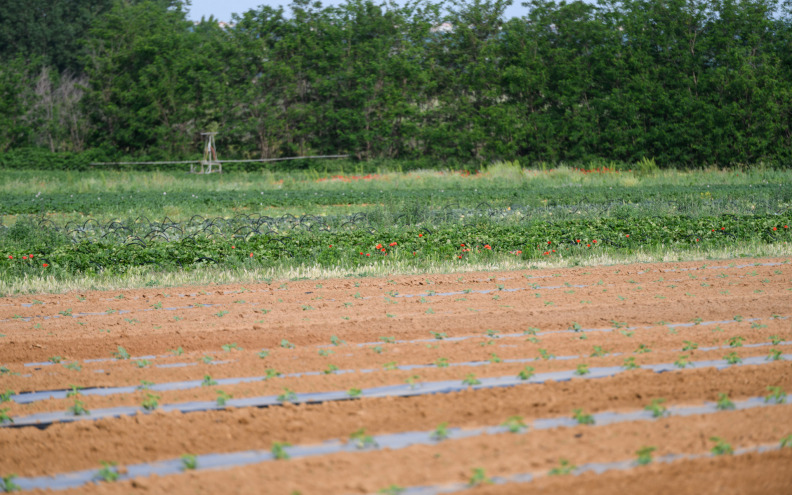 Jedan od najstarijih pristupa poljoprivredi poboljšava kvalitetu tla